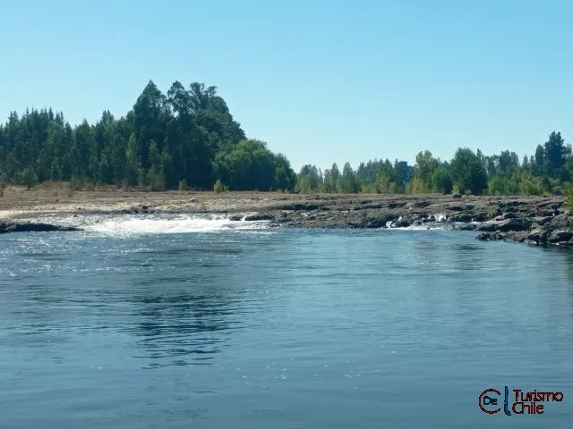 Dosel de árboles frondosos que dan sombra al camping en Los Lagos